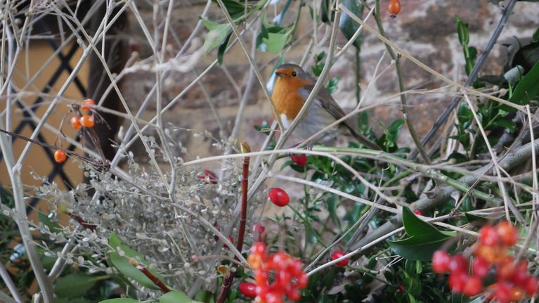 A robin perches on a branch surrounded by holly, greenery, and red berries against a brick wall